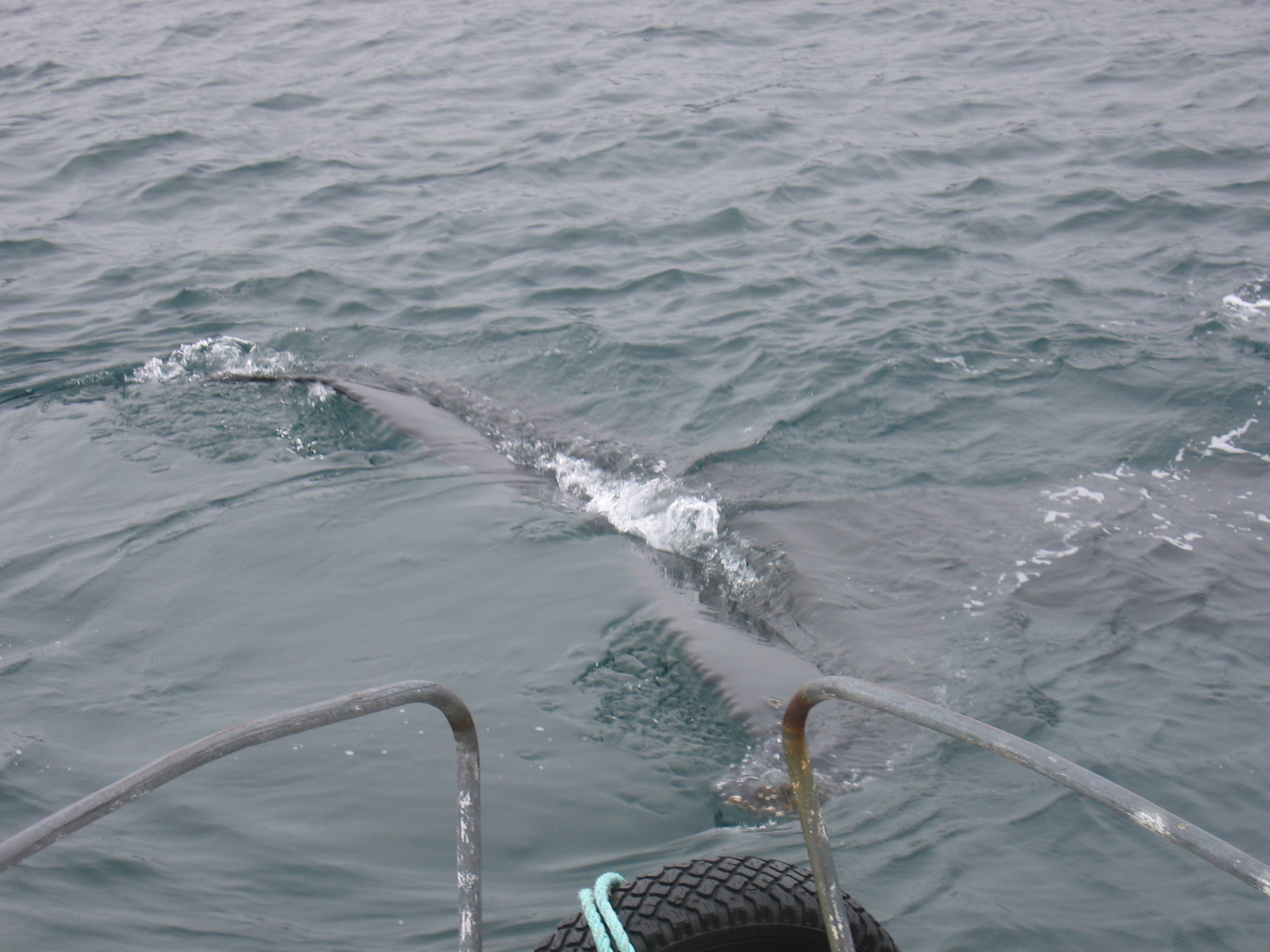 Whale close ahead